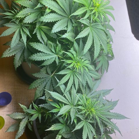 RQS Quick One #1 growlog timeline photo