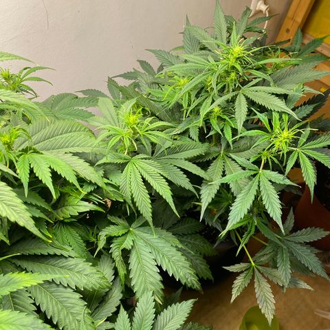 RQS Quick One #1 growlog photo: Großartig!