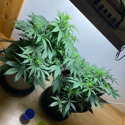 RQS Quick One #1 growlog photo: Großartig!