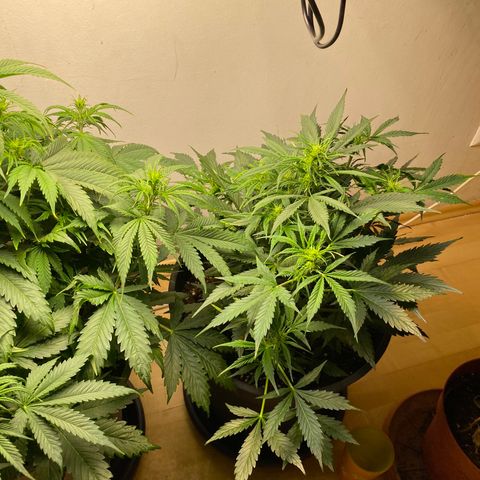 RQS Quick One #1 growlog photo: Großartig!