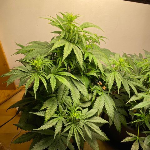 RQS Quick One #1 growlog photo: Großartig!