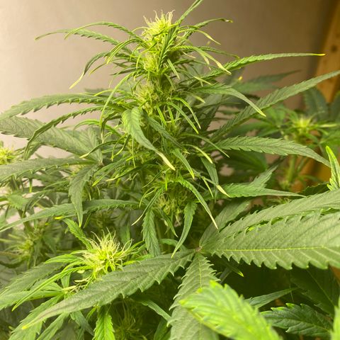 RQS Quick One #1 growlog timeline photo