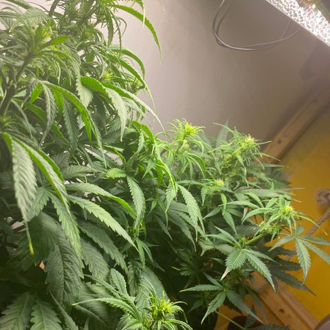 RQS Quick One #1 growlog timeline photo