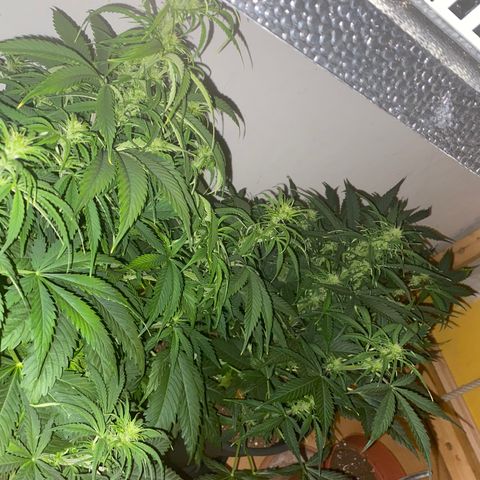 RQS Quick One #1 growlog timeline photo