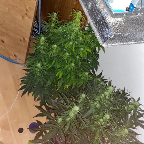 RQS Quick One #1 growlog timeline photo