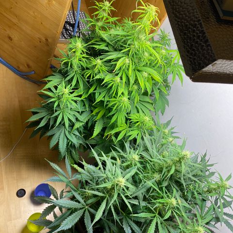 RQS Quick One #1 growlog timeline photo