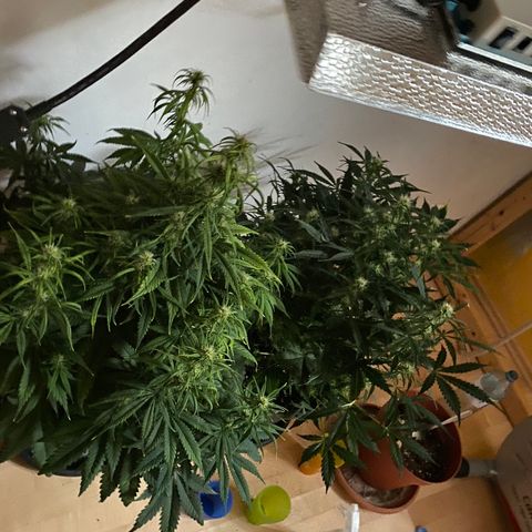 RQS Quick One #1 growlog timeline photo