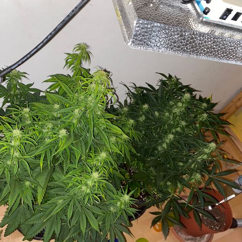 RQS Quick One #1 growlog timeline photo