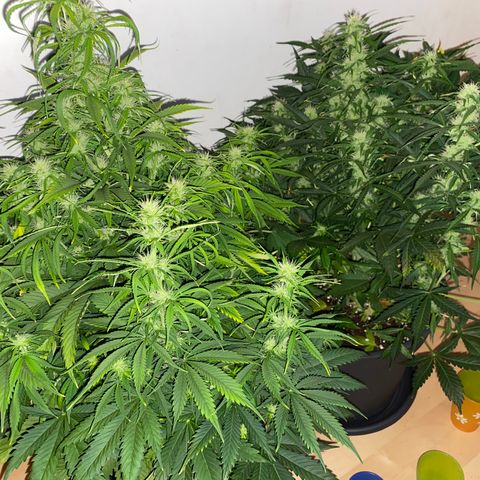 RQS Quick One #1 growlog timeline photo
