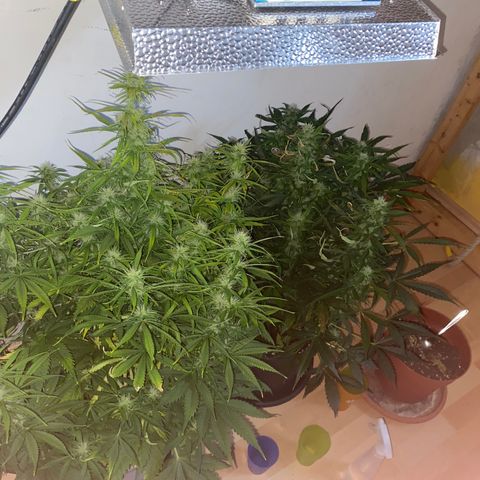 RQS Quick One #1 growlog timeline photo