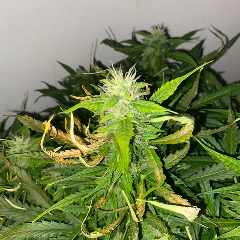 RQS Quick One #1 growlog timeline photo
