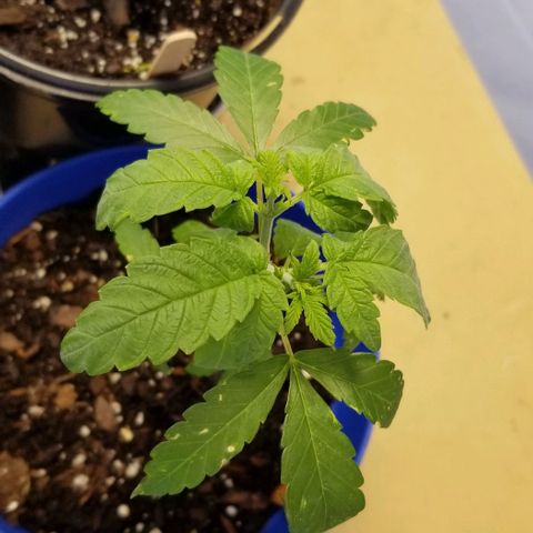 B growlog timeline photo