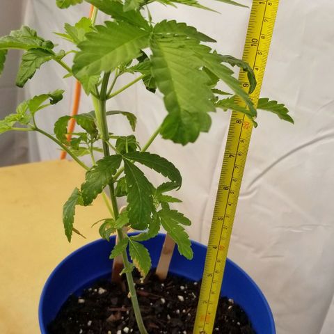 B growlog timeline photo