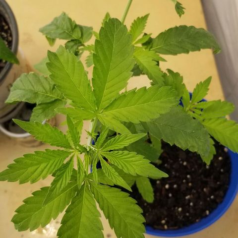 B growlog timeline photo