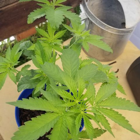 B growlog timeline photo