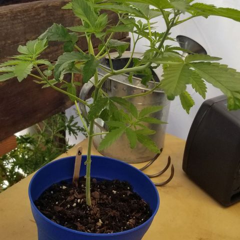 B growlog timeline photo
