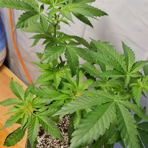 B growlog timeline photo