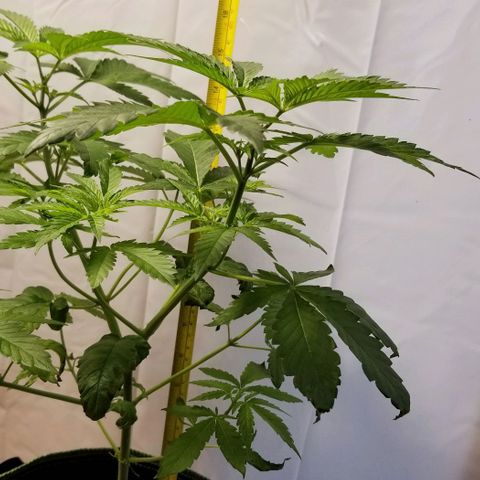 B growlog timeline photo