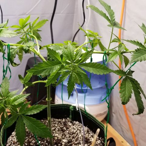 B growlog timeline photo