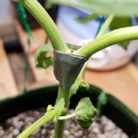 B growlog timeline photo