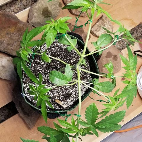 B growlog timeline photo