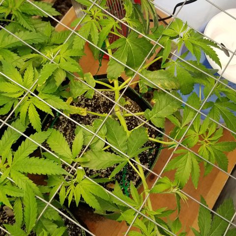 B growlog photo: Scrog