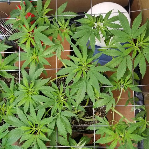 B growlog timeline photo