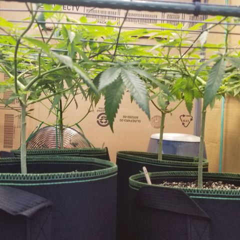 B growlog timeline photo