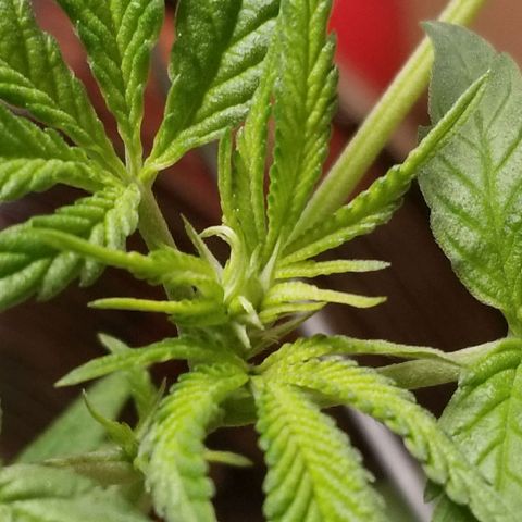 B growlog timeline photo