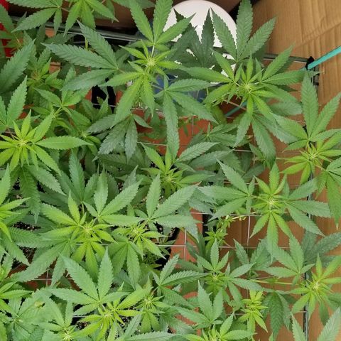 B growlog timeline photo