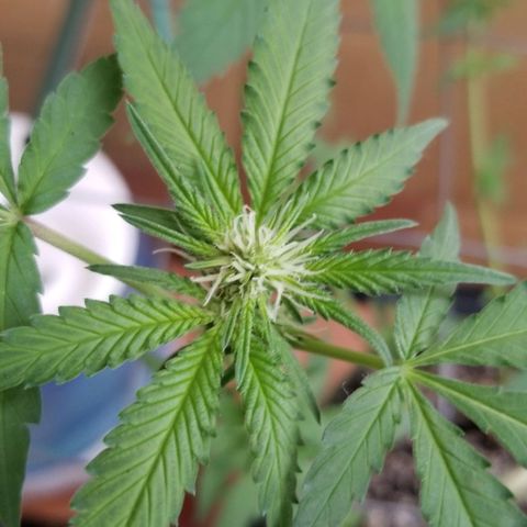 B growlog timeline photo