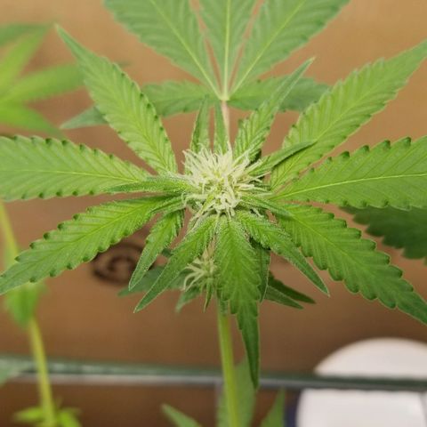 B growlog timeline photo