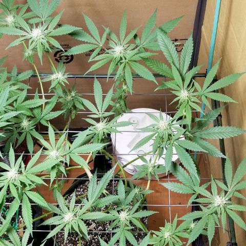 B growlog timeline photo