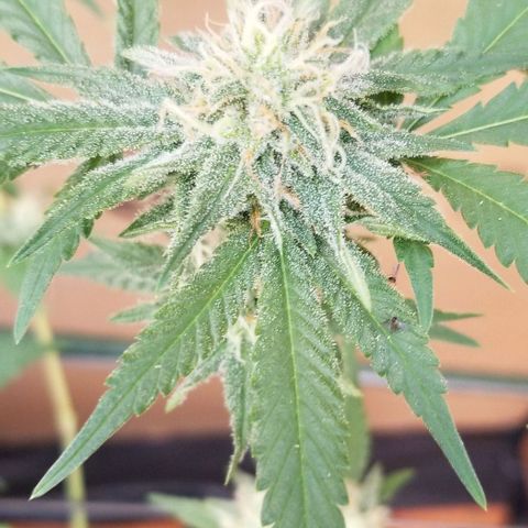 B growlog timeline photo