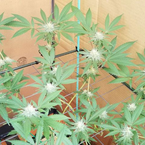 B growlog timeline photo