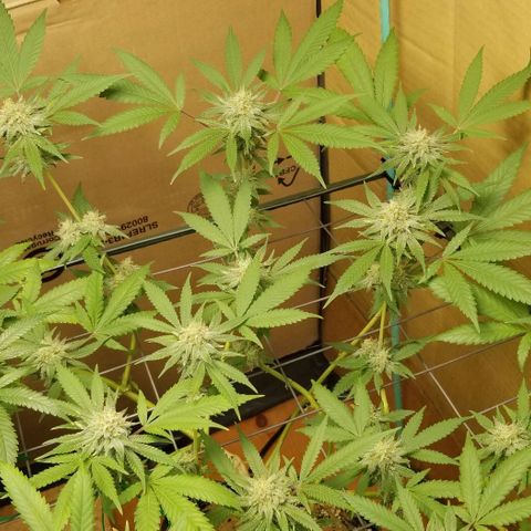 B growlog timeline photo