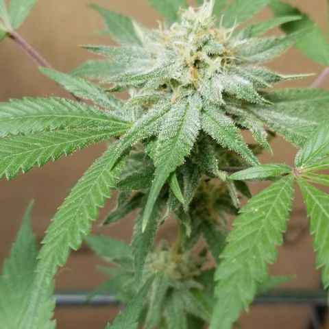 B growlog timeline photo