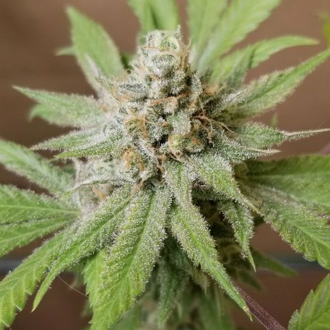 B growlog timeline photo