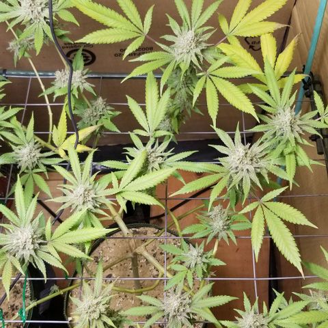 B growlog timeline photo