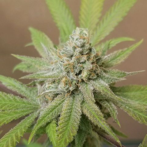 B growlog timeline photo