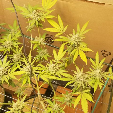 B growlog timeline photo