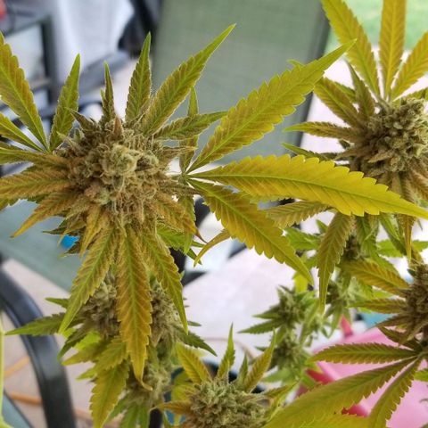 B growlog timeline photo