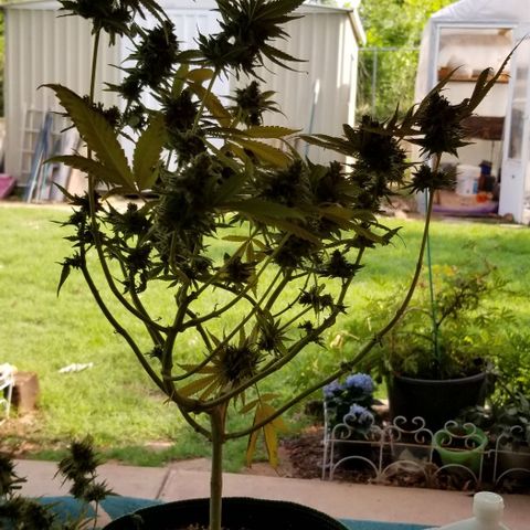 B growlog timeline photo
