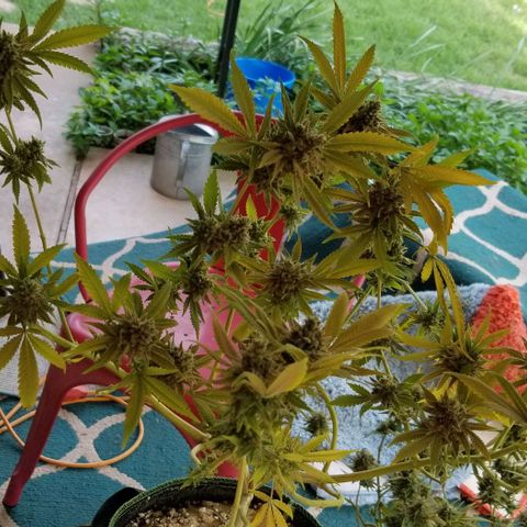B growlog timeline photo