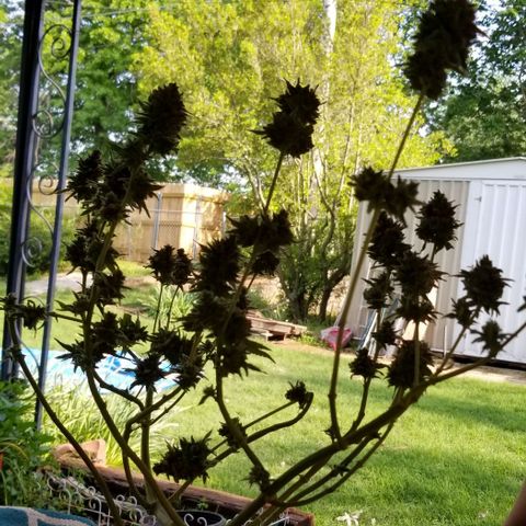 B growlog timeline photo