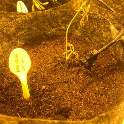 Grease Monkey. Batch 2. Lot 001-168 growlog photo: Some of the transplanted grease monkey 
