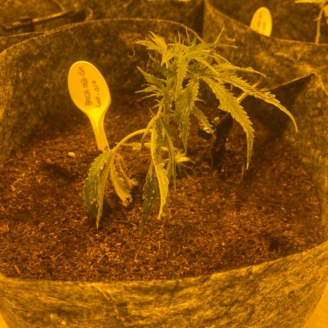Grease Monkey. Batch 2. Lot 001-168 growlog timeline photo