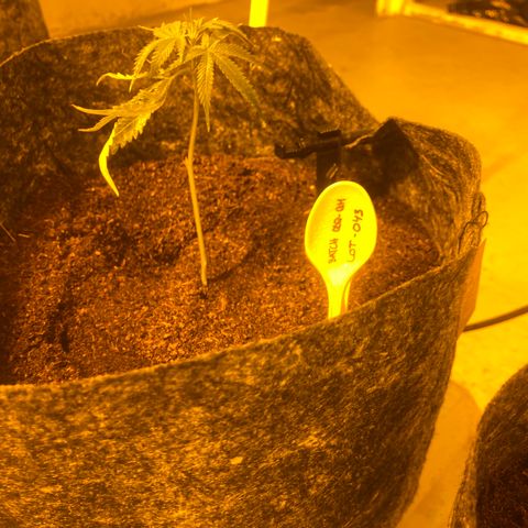 Grease Monkey. Batch 2. Lot 001-168 growlog timeline photo