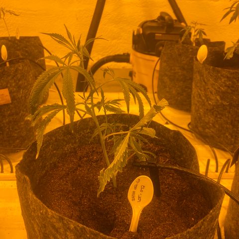 Grease Monkey. Batch 2. Lot 001-168 growlog timeline photo
