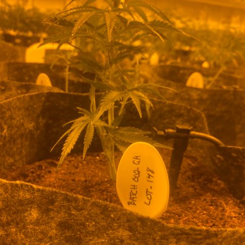 Grease Monkey. Batch 2. Lot 001-168 growlog timeline photo